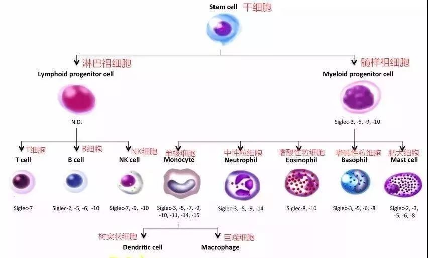 NK細(xì)胞：強(qiáng)大的抗癌前鋒！