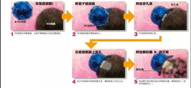 NK細(xì)胞：強(qiáng)大的抗癌前鋒！